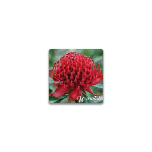 Ceramic Magnet Square Waratah