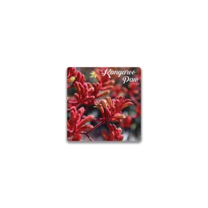Ceramic Magnet Square Kangaroo Paw