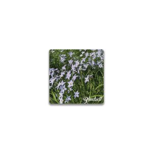Ceramic Magnet Square Bluebell