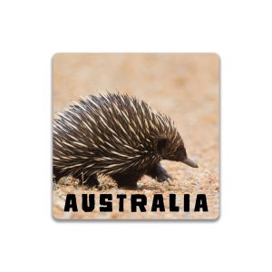Ceramic Coaster Square Echidna