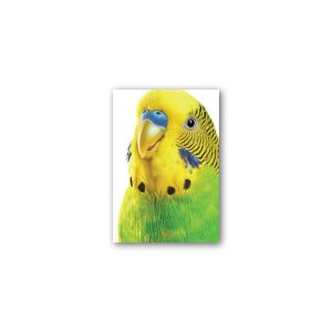 Magnet Gallery Standard Budgerigar